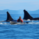 Experience the Thrill of Kayaking with Whales: An Adventure Guide