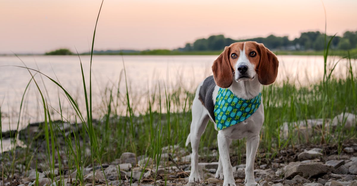 How to Collaborate with Local Businesses for Paddling Events